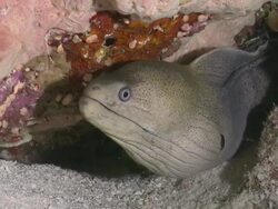Giant Moray Eel (Gymnothorax javanicus) head sticking out of crevice near sea floor, Meemu Atoll, The Maldives Stock Footage