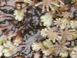 Pan across Marchantia liverworts with sporocarps Stock Footage