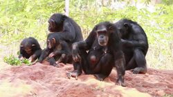 Chimpanzee Stock Footage