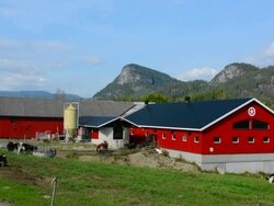 Nes Norway red barn on dairy farm with cows and mountains Stock Footage