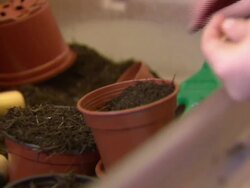 Anonymous Primary School Children Planting Seeds News Clip