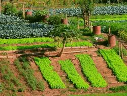 MS Shot of rows of green cultivated plots / Luang Prabang, Laos Stock Footage