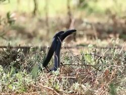 Snake (Coluber jugularis) fighting dance, Israel Stock Footage