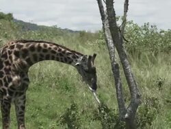 Giraffe Scratching On Tree Branch Young Giraffe Walking Stock Footage
