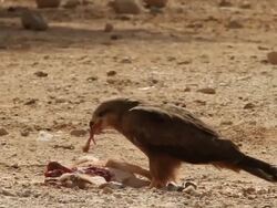 black kite (Milvus migrans)  Feeds on young orix Stock Footage