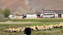 village and flock of goats/sheep Stock Footage