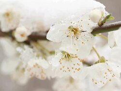 flower garden in the snow Stock Footage