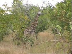 Wildlife corridor links two national game reserves, protects wildlife News Clip