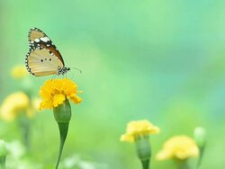 Butterflies eat pollen Stock Footage