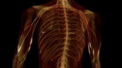 An animation depicts the electrical impulses and messages of the human central nervous system. Stock Footage