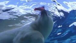 Valentine’s Day Comes Early at the Detroit Zoo News Clip