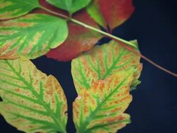 HD Autumn Leaves on Blue Water Stock Footage