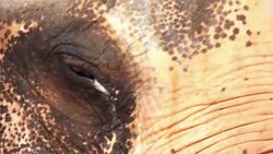 Elephant with eye infection Stock Footage