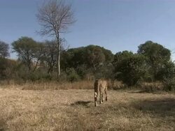 Medium tracking-right - A cheetah prowls in a clearing / South Africa Stock Footage