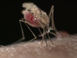 Female Anopheles gambiae feeding on human blood. Stock Footage