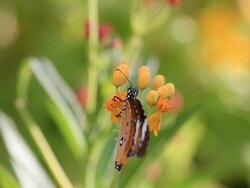 Butterfly Stock Footage