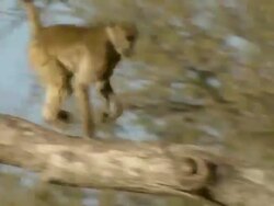 MS TS Chacma baboons active in tree / Okavango Delta, North West District, Botswana Stock Footage