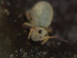 Springtail (Sminthurides aquaticus) Adult eating algae Stock Footage