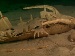 Turtle, bones in cave, on sandy bottom, Borneo, Malaysia, Southeast Asia Stock Footage