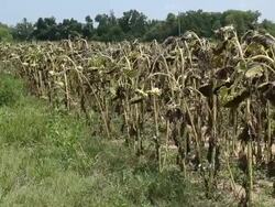 Sunflowers and Drought Stock Footage