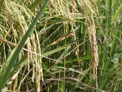 Dragonfly rice. Stock Footage