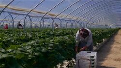 Female farm worker picks strawberries in poly tunnel during harvest. Stock Footage