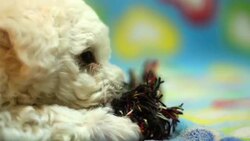 Puppy playing with a rope Stock Footage