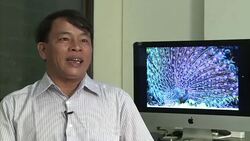 CLEAN : Myanmar's peacock: a national symbol dying off in the wild News Clip