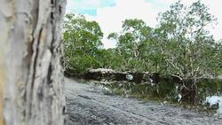 panning: Intertidal forest ,Avicennia alba and swamp Stock Footage