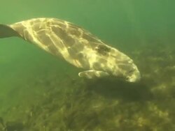 Young manatee swimming next to and under camera. Crystal River, Florida, USA  Stock Footage