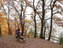 WS Two Hiker women walking through autumn forest  / Kastel-Staadt, Rhineland-Palatinate, Germany  Stock Footage