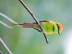 Green Bee Eater perching Stock Footage