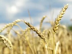 Wheat Stock Footage