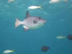 Oceanic Triggerfish Stock Footage