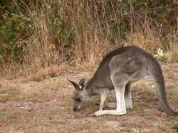 Kangaroo, Australia, grazing on dry grass in the Outback Stock Footage