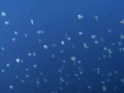 MS Pyramid butterfly fish and schooling banner fish / Palau, Micronesia, Palau  Stock Footage