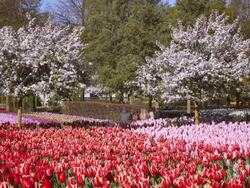 WS Shot of red and pink color tulip fields at Keukenhof Gardens / Lisse, South Holland, Netherlands Stock Footage
