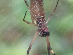 Giant Spider Stock Footage