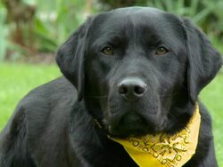 HD: Beautiful Labrador dog looking and listening Stock Footage