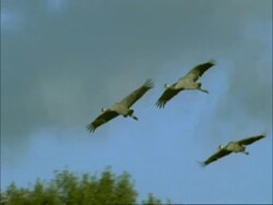 European Cranes (Grus grus) gliding in to land, north-east Extremadura in Dehesa, Spain Stock Footage