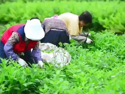 WS View of women farmers harvesting in field in naribunji (one and only flatland in Uleungdo island) / Uleung, Gyeongsangbuk-do, South Korea Stock Footage