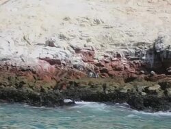 WS POV Shot of Sea animals at paracas pisco bay / Paracas, Nazca, Peru Stock Footage