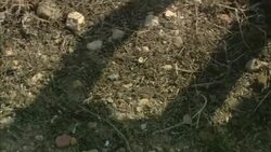 A shovel moves dirt and rocks near the ruins of Oudna Amphitheater in Tunisia. Stock Footage