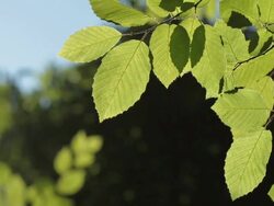 HD: Fresh Green Leaves Stock Footage