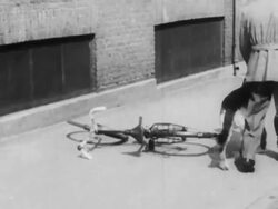 Seeing eye guide dogs being trained Stock Footage