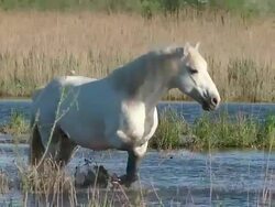 MS Shot of Stallion emerging from Swamp / Saintes Maries de la Mer, Camargue, France Stock Footage