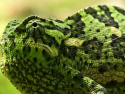 chameleon Juvenile Stock Footage