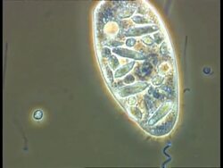 Paramecium, showing organelles clearly, and Spirochaeta and other bacteria moving in pond water, Phase Contrast Stock Footage