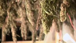 Marijuana Surplus Pushes Oregon Farmers to Hemp News Clip