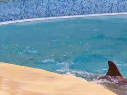 Dolphins in pool Stock Footage